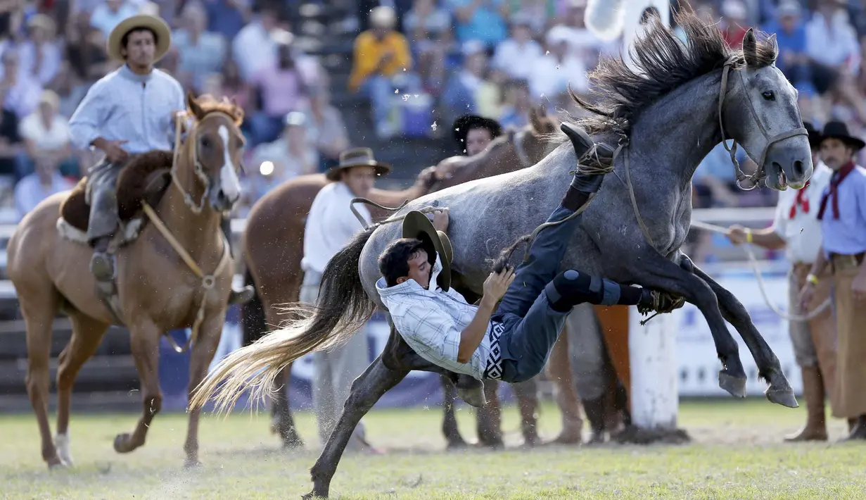 Seorang gaucho terjatuh saat menunggangi kuda liar dalam perayaan Pekan Creole di Montevideo, Uruguay, (23/3). Para gaucho ini akan memperebutkan gelar pengendara terbaik. (REUTERS/Andres Stapff)