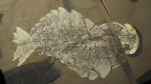 Anomalocaris