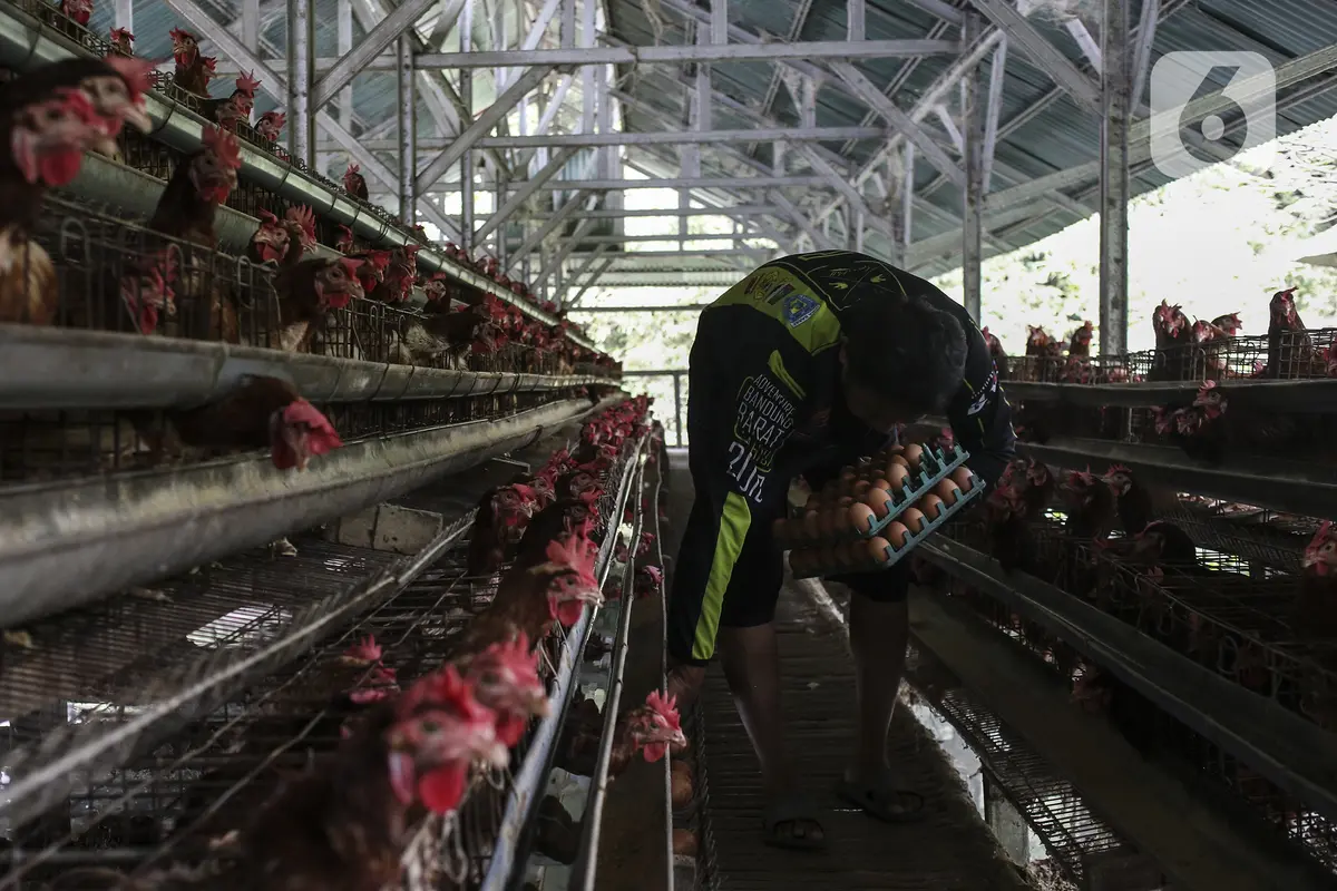 FOTO: Harga Telur Ayam Pacu Laju Inflasi