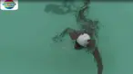 Berita video target tim renang Indonesia meraih 4 medali emas di Asian Para Games 2018 (Fokus Indosiar).