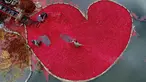 Foto yang diambil dengan drone menunjukkan para petani Belarusia tengah memanen cranberry di sebuah peternakan di desa Selishche, sekitar 290 km selatan Minsk. (AFP Photo/Sergei Gapon)