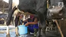 Petugas memerah sapi di Peternakan sapi, Pengadegan, Jakarta, Sabtu (14/11/2020). Kementerian Pertanian bekerja sama dengan Pemprov DKI melalui Dinas Ketahanan Pangan, Kelautan dan Pertanian DKI Jakarta (KPKP), untuk meningkatkan produksi ternak sapi dan kerbau. (Liputan6.com/Herman Zakharia)