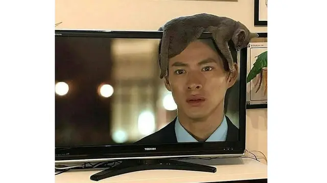 Ilusi Optik 6 Kucing di Depan TV Ini Bikin Geleng Kepala