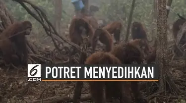 Karhutla di wilayah Sumatera dan Kalimantan berdampak negatif . Tak hanya berimbas pada aktivitas manusia namun juga kehidupan satwa liar.