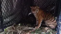 Konflik Satwa Manusia, BKSDA Aceh Amankan Harimau Betina