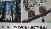 Hotel Melia Purosani Yogyakarta menjadi sarang Gelatik Jawa, hewan yang sudah masuk kategori satwa dilindungi. (Liputan6.com/ Switzy Sabandar)