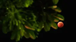 Gerhana bulan total terjadi akan mengubah wajah bulan purnama menjadi merah tembaga yang dikenal sebagai "blood moon". Tampak dalam foto yang menampilkan pemandangan bulan purnama yang juga dikenal sebagai “Blood Moon” dengan daun-daun di latar depan selama fase gerhana bulan total di Jakarta pada 8 September 2025. (YASUYOSHI CHIBA/AFP)