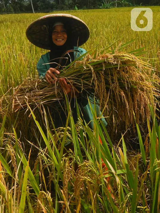 Hal itu menyebabkan harga gabah kering panen di tingkat petani sangat tinggi. (merdeka.com/Arie Basuki)