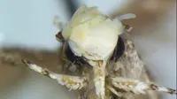 Spesies ngengat baru diberi nama yang terinspirasi oleh sosok Presiden Donald Trump (AFP)
