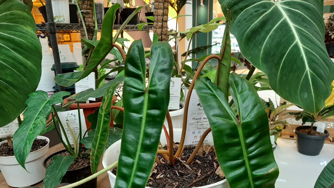 Penerapan PPKM yang terus dilonggarkan ternyata juga berdampak dengan terus menurunnya harga tanaman hias langka di Indonesia. (Liputan6.com/Pramita Tristiawati)