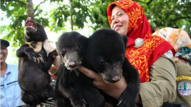 Anak-anak beruang yang diselamatkan warga dan diserahkan ke BBKSDA Riau.