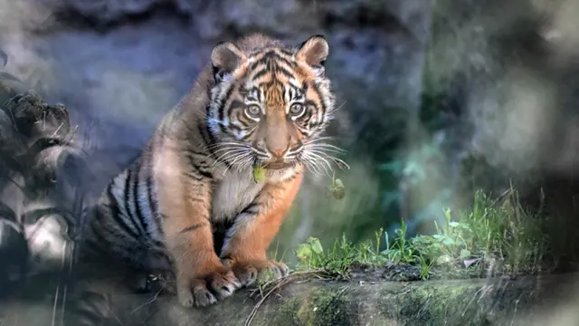 Anak Harimau Sumatera Tampil Perdana di Kebun Binatang Roma