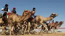 Sejumlah joki menunggangi untanya saat mengikuti lomba balap unta di festival unta Sheikh Sultan Bin Zayed al-Nahyan di arena pacuan shweihan di al-Ain di pinggiran Abu Dhabi (2/2). (AFP Photo/Karim Sahib)