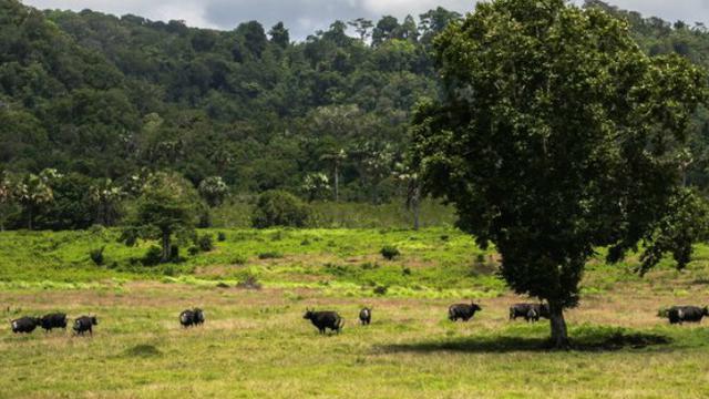 Taman Nasional Alas Purwo