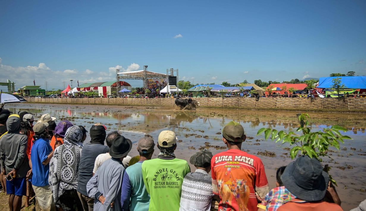 Para penonton menyaksikan seorang peserta menaiki gerobak saat acara Karapan Sapi Brujul di Probolinggo, Jawa Timur pada Minggu 24 Mei 2026. (Juni KRISWANTO/AFP)