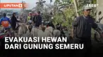 EVAKUASI HEWAN