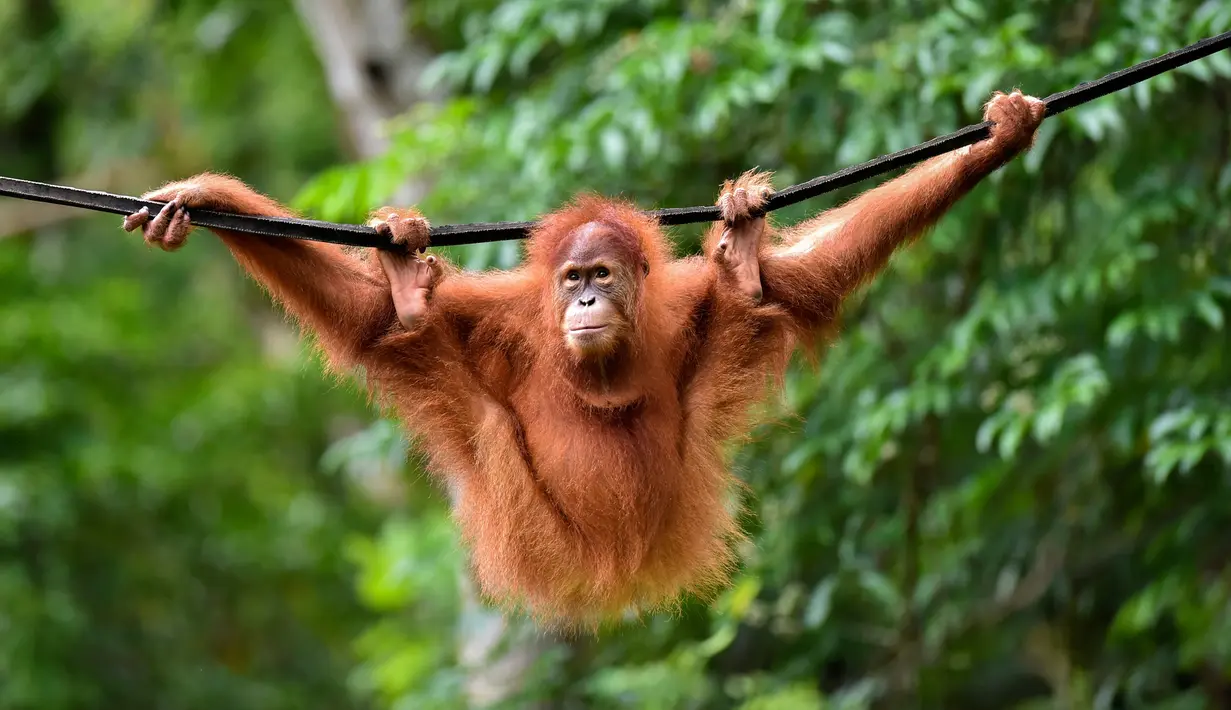 Orangutan bernama Elaine berayun pada tali saat dilepasliarkan di Cagar Alam Hutan Pinus Jantho, Aceh Besar, Selasa (18/6/2019). Balai Konservasi Sumber Daya Alam (BKSDA) Aceh melepasliarkan dua orangutan Sumatera bernama Keupok Rere dan Elaine. (CHAIDEER MAHYUDDIN/AFP)