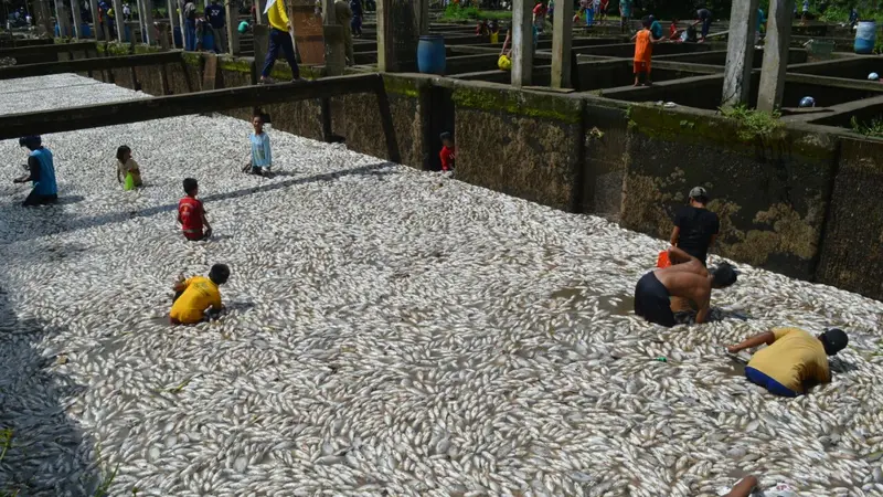 Warga Musi Rawas berebut mengambil ribuan ikan yang mati (Liputan6.com/Nefri Inge)