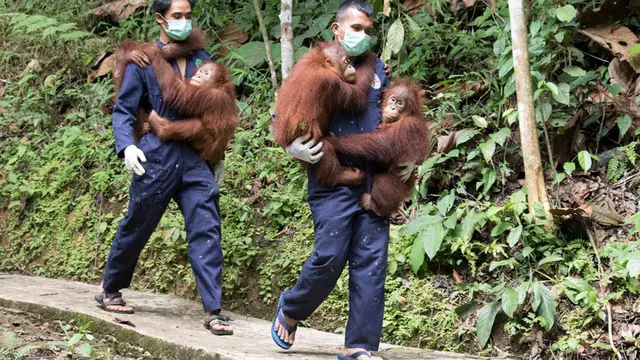 Orang utan sumatra