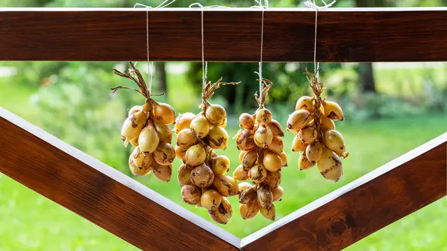 bawang bombay bawang merah