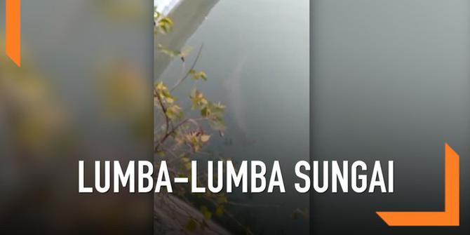 VIDEO: Lumba-Lumba Terjebak di Saluran Irigasi
