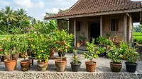 9 Ide Kebun Buah Minimalis Depan Rumah Kecil, Panen Segar di Lahan Terbatas