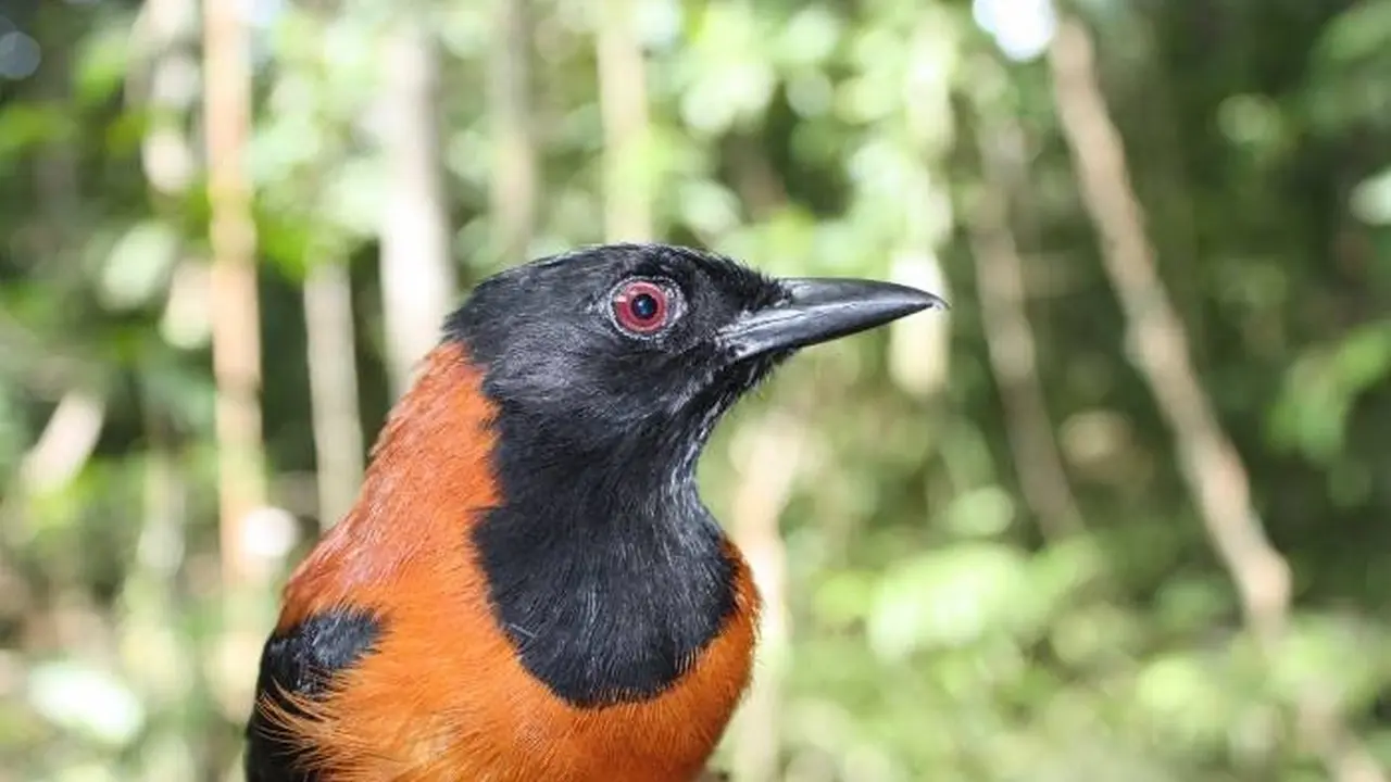 Hooded Pitohui, Dikonfirmasi sebagai Burung Beracun Pertama di Dunia