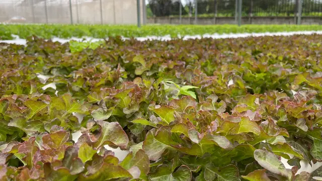 Selada Merah (Red Lettuce)