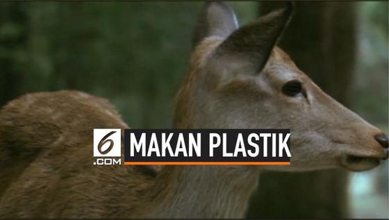 VIDEO: 9 Rusa Mati Karena Makan Plastik di Jepang