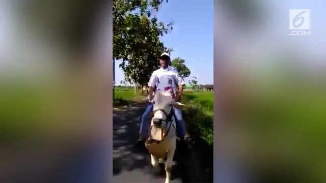 VIDEO: Unik, Rayakan Kelulusan dengan Menunggangi Sapi