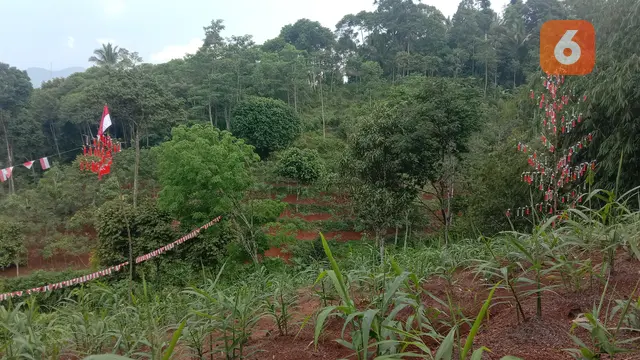 Kebun Jahe Merah Dan Bendera Merah Putih. (Selasa, 16/08/2022). (Liputan6.com/Yandhi Deslatama).