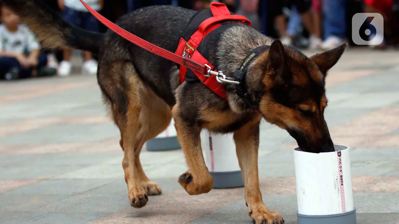 Anjing Pelacak