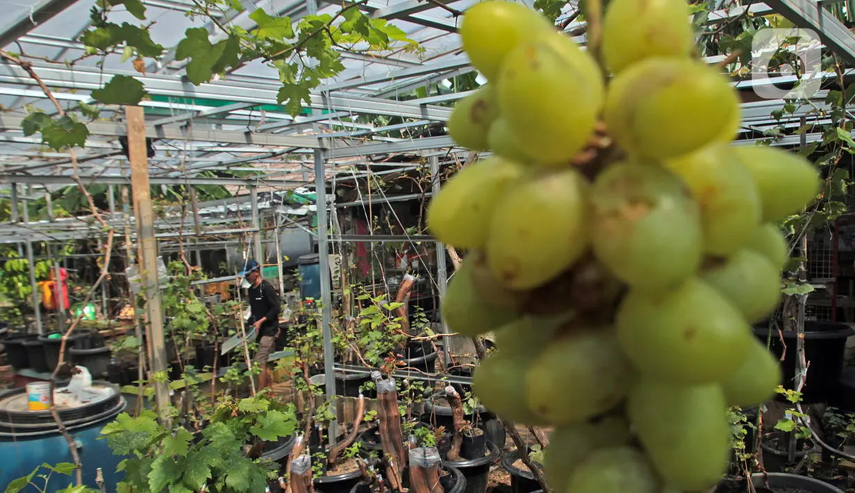 Petani yang tergabung dalam Komunitas Anggur Kebun Imut Sinakal memeriksa buah anggur di Kebun Imut Sinakal, Malakasari, Duren Sawit, Jakarta, Kamis (25/2/2021. Petani memakai sistem grafting dengan pemanfaatan madu sebagai Zat Perangsang Tanaman pertumbuhan akar. (Liputan6.com/Herman Zakharia)