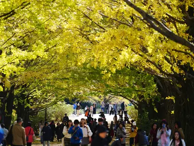 Para pengunjung berjalan di bawah pohon ginkgo selama musim gugur di Showa Memorial Park, Tokyo, Jepang (15/11). Pohon Ginkgo yang berasal dari Tiongkok ini dikenal sebagai pohon rambut gadis. (AP Photo / Eugene Hoshiko)