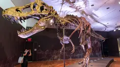 Fosil T-Rex Terbesar Dilelang, Diprediksi Laku Rp 541 Miliar