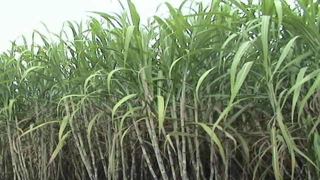 [Bintang] Tanaman Apotek Hidup