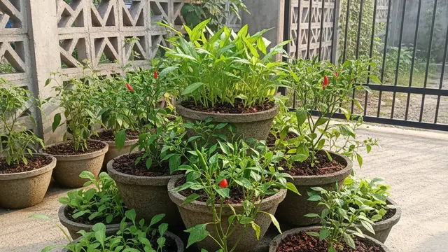 Ide Kebun Sayur di Pekarangan Kecil Memakai Media Tanam Sekam Bakar. AI