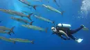 Perempuan yang lahir di Bali, 13 April 1992 terlihat sangat menikmati berenang bersama ikan barracuda. Di birunya lautan, Widika seolah-olah dikawal oleh rombongan Barracuda yang berada di sampingnya. (Liputan6.com/IG/@wdkds)