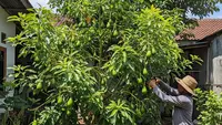 9 Cara Memangkas Pohon Alpukat agar Cepat Berbuah dan Tidak Menjulang