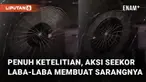 Video aksi laba-laba membuat sarangnya direkam dari dekat mengundang perhatian