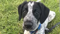 Anjing yang ditembak di Bandara Auckland, Selandia Baru. (CNN/ Civil Aviation Authority of New Zealand)