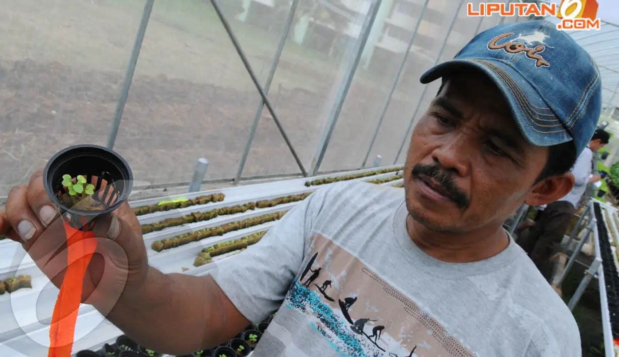 Semua sayuran yang ditanam bisa dinikmati warga sekitar atau dijual ke pedagang. (Liputan6.com/Andrian M. Tunay)