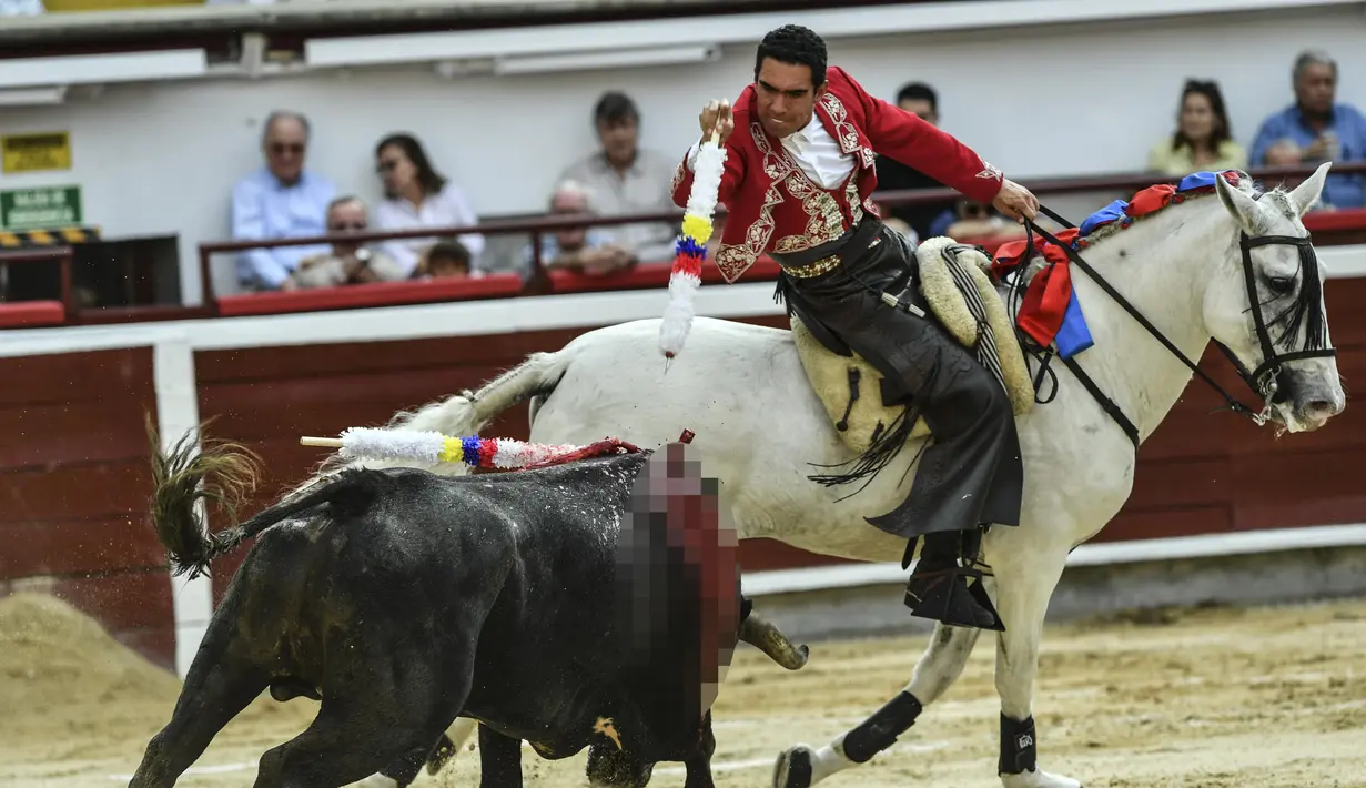 <p>Matador berkuda Kolombia Willy Rodriguez tampil selama adu banteng di arena adu banteng Canaveralejo dalam rangka Festival Cali di Cali, Kolombia (27/12/2022). (AFP/Joaquin Sarmiento)</p>