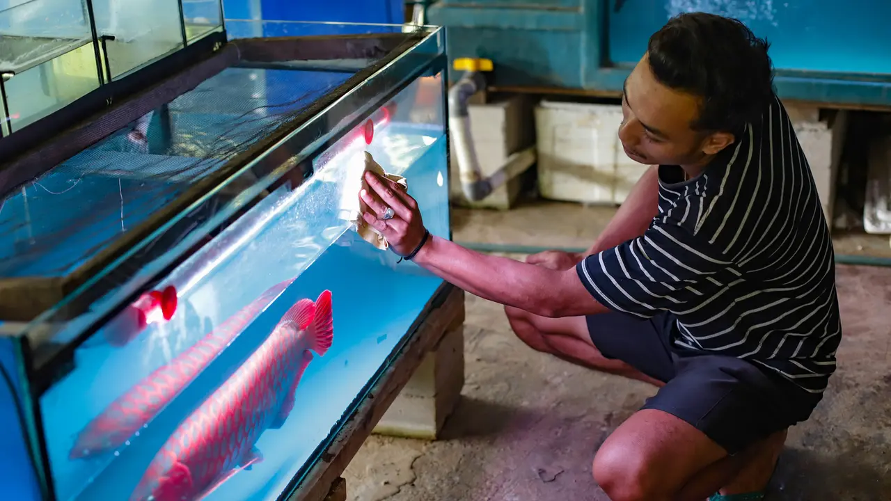Proses Budidaya Arwana, Si Ikan Hias Berharga Fantastis