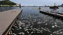Ribuan ikan mengambang mati di arena latihan atlet dayung Laguna Rodrigo de Freitas, Rio de Janeiro, Brasil, Senin (13/4/2015). Ikan-ikan ini  mati akibat air laut dingin yang masuk ke Laguna. (REUTERS/Ricardo Moraes)