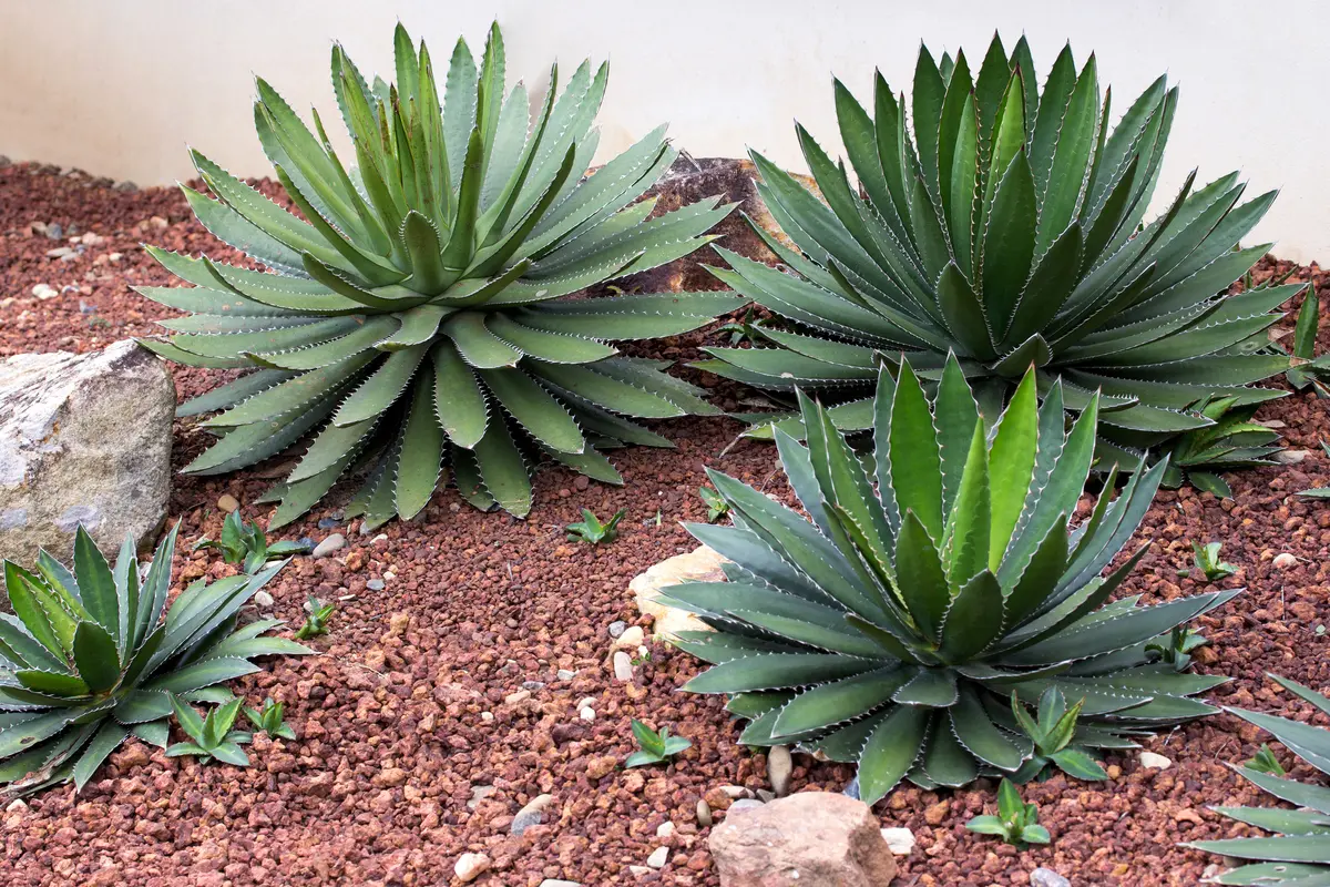 Tanaman Agave/Photo by Aopsan on Freepik