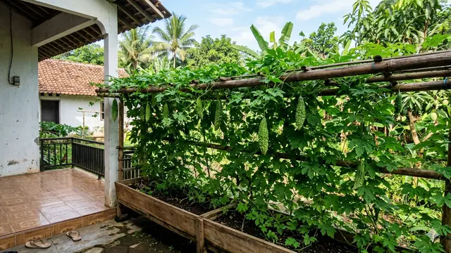 Ide Kebun Pare Mini di Teras Rumah Sederhana. Gemini