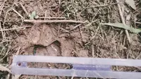 Teror Harimau Sumatra di Kebun Sawit Kabupaten Pelalawan
