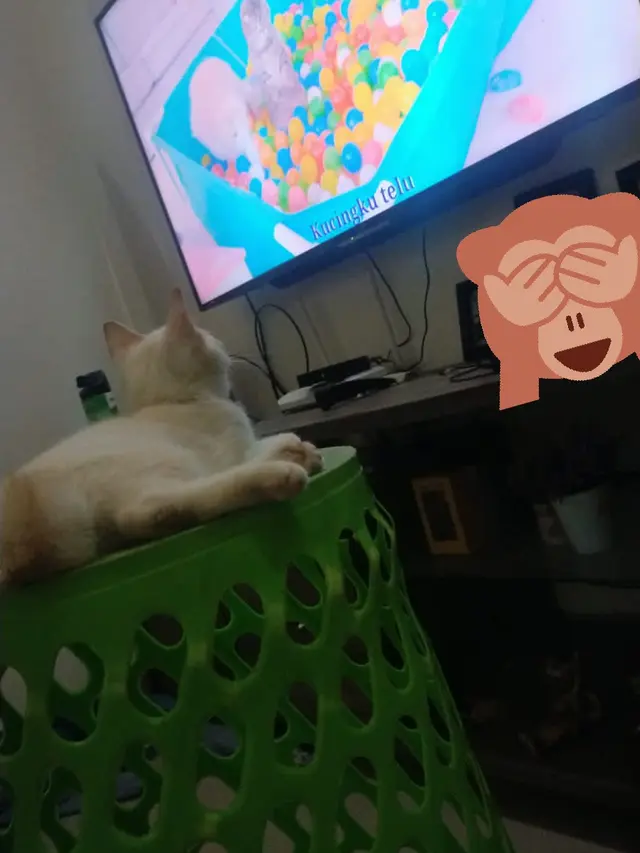 Kucing menonton televisi