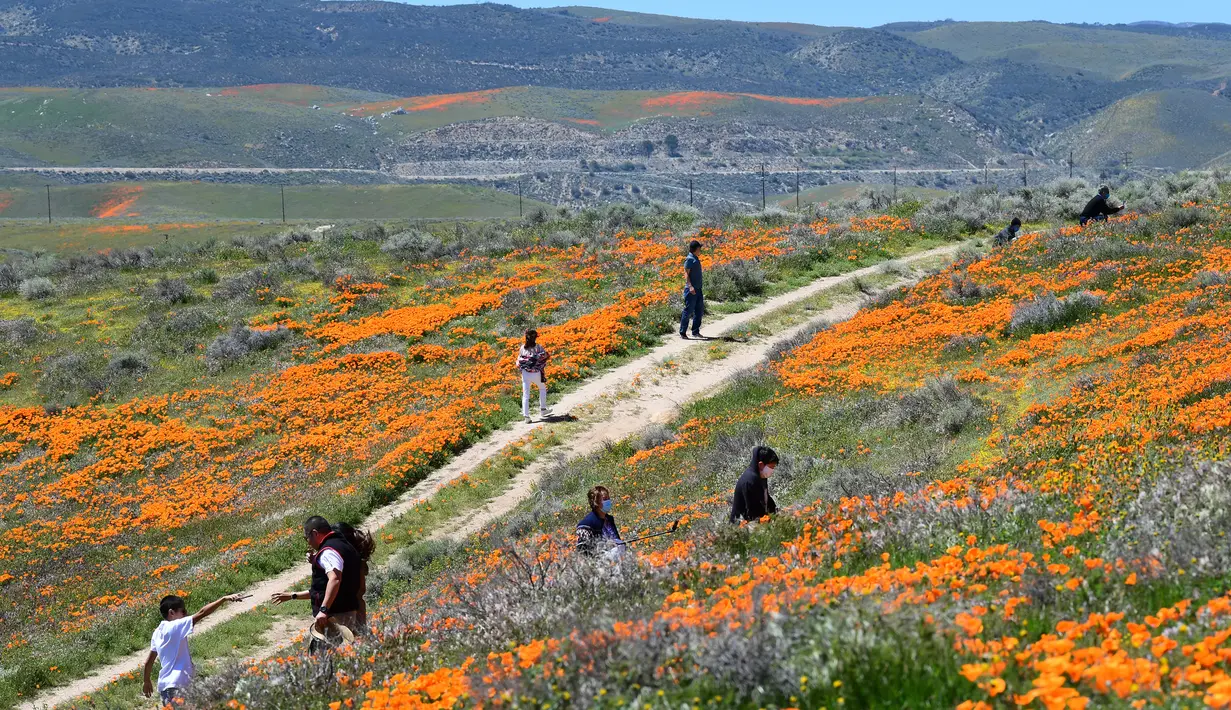 Orang-orang mengunjungi ladang poppy di dekat Antelope Valley California Poppy Reserve saat berlangsungnya mekar musim semi tahunan di Lancaster, California, 16 April 2020. Mekarnya poppy tahun ini disiarkan secara langsung lantaran penutupan ladang akibat pandemi Covid-19. (Frederic J. BROWN/AFP)